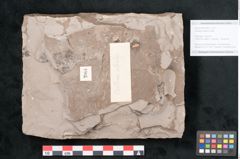 Foto (Objekt + Etikett) von Castanea atavia Unger (NHMW-GEO-2024-0188-7964)